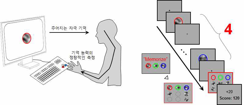 사람을 대상으로 하는 인지 기억 심리물리학 실험 설계