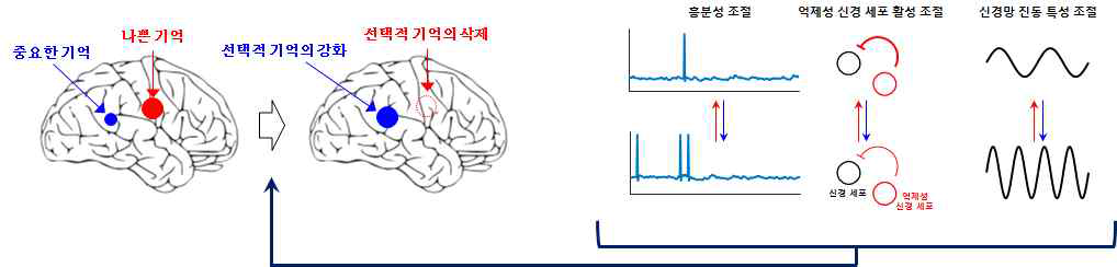 신경 세포의 흥분성, 억제성 신경 세포의 활성, 신경망의 진동을 이용한 선택적 기억의 조절 연구