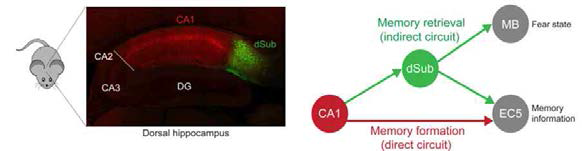 기억의 형성(formation)과 인출(retrieval)은 다른 신경 연결 경로를 통해 이루어짐