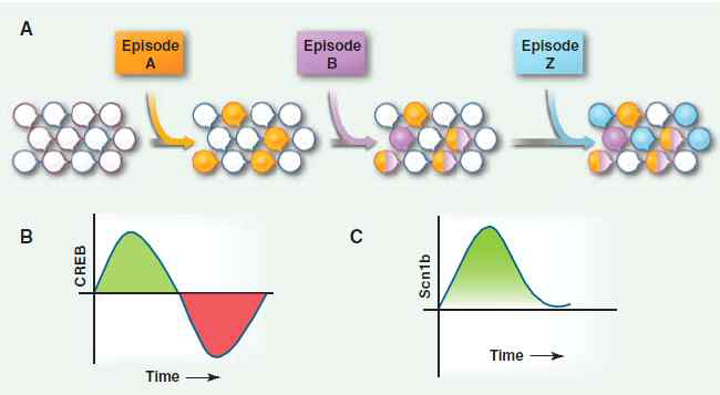 cAMP response-element binding (CREB) 단백질에 의한 기억 뉴런 할당