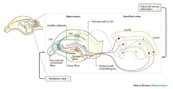 기억 저장과 관련된 대표적인 뇌 부위인 해마 복합체(hippocampal complex)의 연결 구조 모식도