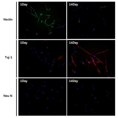 면역형광염색법을 통한 신경분화 관련 물질의 발현 확인