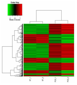 음경해면체 손상 전후의 음경해면체신경 발현 유전자에 대한 cluster analysis 결과