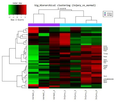 음경해면체 손상 전후의 유전자에 대한 cluster analysis 결과