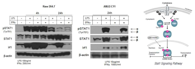 마우스 유래 Macrophage 세포주인 Raw 264.7와 alveolar macrophage 세포주인 AMJ2-C11 세포주 에서 LPS 및 IFNγ를 처치 후 western blot을 통한 메커니즘 관찰.