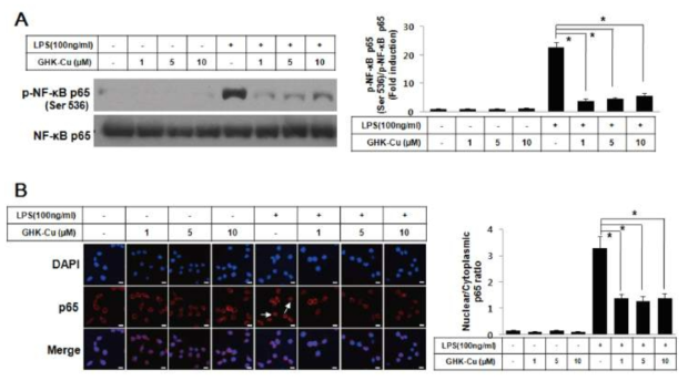 Raw264.7 마우스 대식세포에서 염증성 관련 전사인자 NF-kB의 인산화와 활성을 Western blot과 면역형광염색을 통하여 확인하였음.