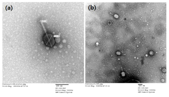 Micrographs obtained from TEM of infecting P. agglomerans isolate.