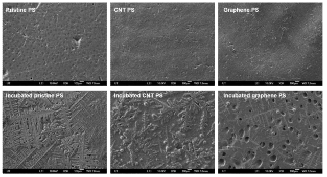 The SEM images of pristine and carbon nanocomposite membranes before and after the incubation of P. agglomerans