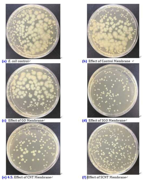 Escherichia coli Cell Viability against GO, SGO, CNT and SCNT Membranes in spread plate method