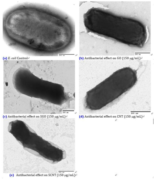 TEM images of Escherichia coli bacteria treated upon GO, SGO, CNT and SCNT Nanoparticles