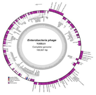 Genemap of Enterobacteria phage YUEEL01