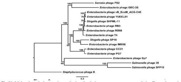 Molecular phylogenetic analysis of whole genome sequences of the Enterobacteriaceae family.