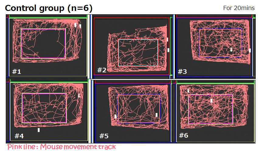 뇌경색 유도 마우스 모델을 사용하여 실시한 행동학적 검사. 핑크색 라인이 마우스 가 30분간 이동한 거리를 나타냄.