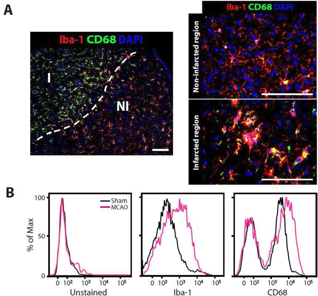 뇌경색 유도 후 뇌안에서 관찰되는 활성화미세아교세 포. 활성화 미세아 교세포는 CD68 표지자로, 미세아교세포는 Iba-1으로 면역염색한 결과(A)와 fluorescent activated cell sorter를 사용하여 검증한 결과(B).