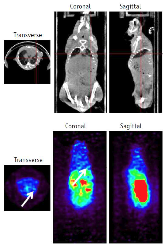 정위이식 폐암 마우스 모델에서 CT(위)와 PET(아래)를 촬영한 사진. 정 위이식 폐암모델이 흰색 화살표로 표기되어 있음.