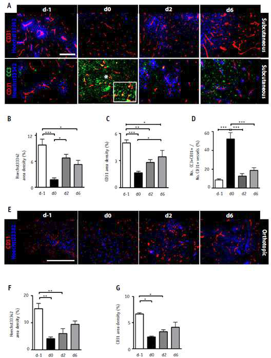 방사선 조사 후 종양 내 혈관 붕괴 및 혈관세포 사멸을 관찰한 면역 염색 이미지 및 정량화 결과.