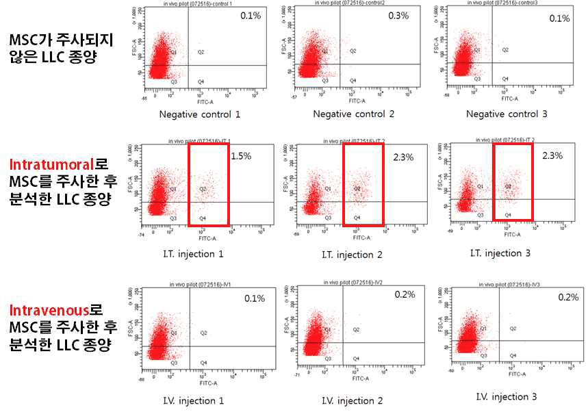 중간엽 줄기세포를 종양에 직접적으로 (intratumoral; 중간층 그래프) 주입하였 을 때는 감지되지만 정맥주사(intravenous; 아래층 그래프)로 주입하였을 때는 감지되지 않음.