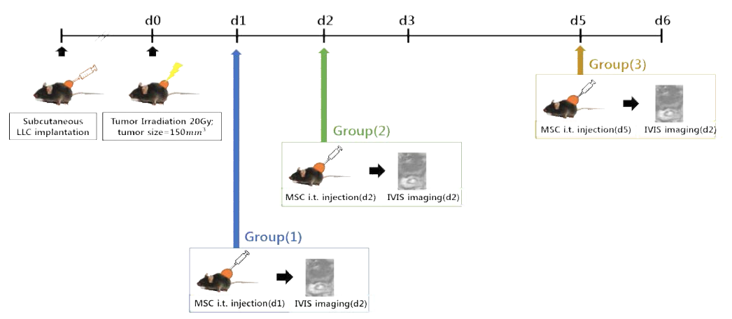 마우스 피하이식 종양에 방사선 조사 후 중간엽 줄기세포 치료제를 주입하여 중간엽 줄기세포의 이동성을 테스트하기 위한 실험 계획.