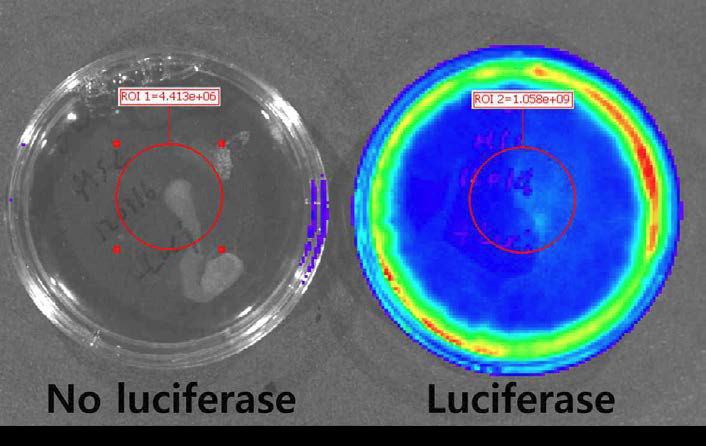 중간엽 줄기세포에서 luciferase의 발현 여부를 확인한 IVIS image 결과.