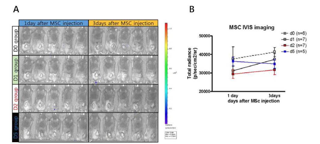마우스 피하이식 종양에 방사선 치료 후 시간 별로 중간엽 줄기세포를 주입한 후 1 일, 3일 뒤 IVIS로 촬영한 결과(A)와 luciferase 신호를 수치화한 그래프(B).