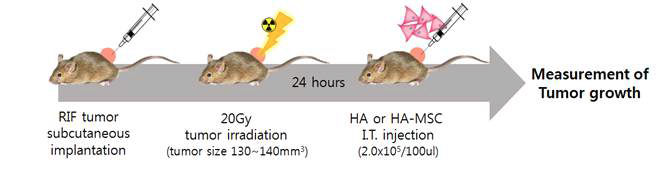 마우스 Sarcoma 모델에서 방사선 조사 후 IL-12 발현 중간엽 줄기세포 치료제의 효능 을 테스트하기 위한 실험 계획.