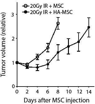 방사선이 조사된 Sarcoma 에 HA(hyaluronic acid)와 함께 혹 은 단독으로 IL-12 발현 중간엽 줄 기세포를 주입하여 치료 효능을 관 찰한 그래프. 각 그룹마다 n = 7.