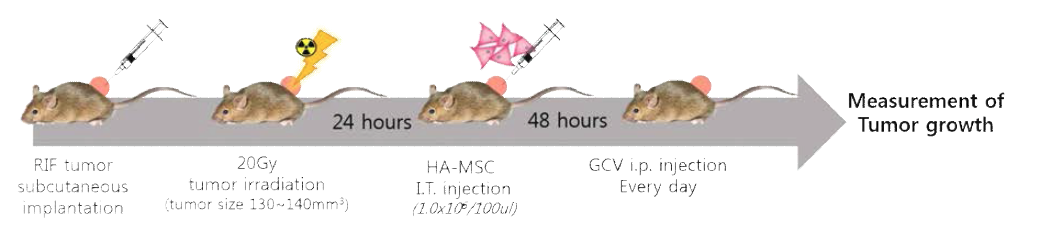 마우스 Sarcoma 모델에서 방사선 조사 후 GX-02 중간엽 줄기세포 치료제의 효능을 테스 트하기 위한 실험 계획.