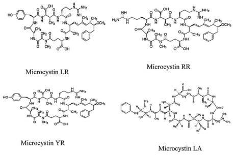 대표적인 Microcystin 4종의 화학적 구조