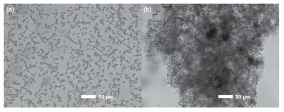 조류세포(좌)와 vermiculite로 응집된 floc(우)의 현미경 이미지