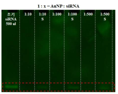 금나노입자와 siRNA의 결합후 결합샘플과 미결합 siRNA의 전기영동장치를 통한 분석이미지