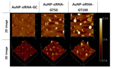 키토산(GC) 혹은 TCA가 결합된 키토산(GT50, 100)으로 코팅한 siRNA가 결합한 금나노입자의 AFM 이미지