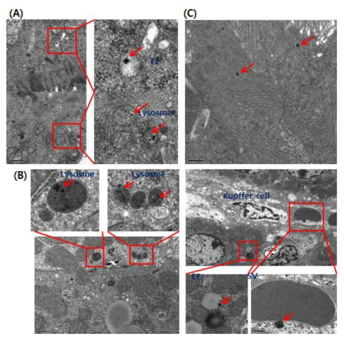 생체 내 각 장기별 약물 흡수 확인 Tissue TEM 이미지