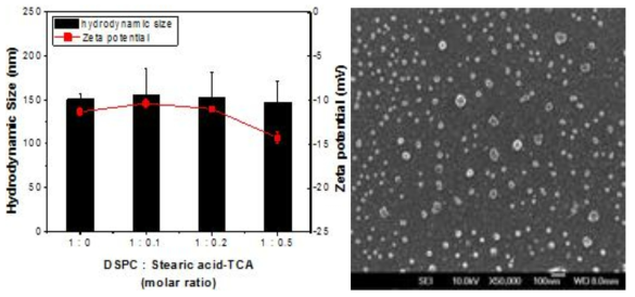 DLS, SEM을 통한 TCA가 결합된 liposome의 크기 및 모양 분석 결과
