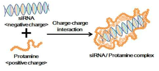 siRNA의 봉입율을 극대화 시키기 위한 siRNA & protamien 복합체의 결합 모식도