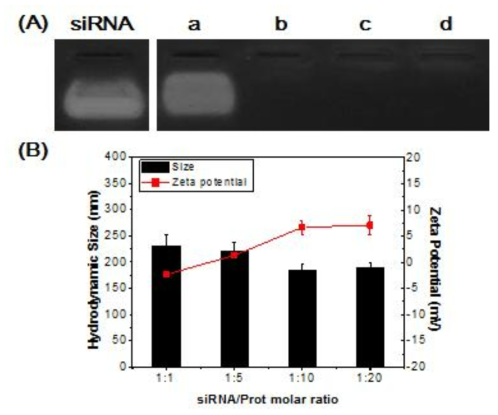 siRNA & protamien 복합체의 전기영동이미지(A)와 DLS, Zeta potential 그래프(B)