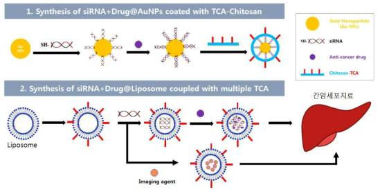 본 연구에서 개발하고자 하는 치료용siRNA 전달체 개념도