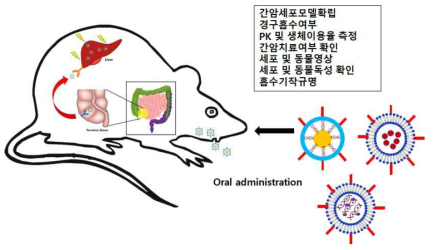 동물실험을 통한 siRNA 전달 효능 및 안정성을 규명