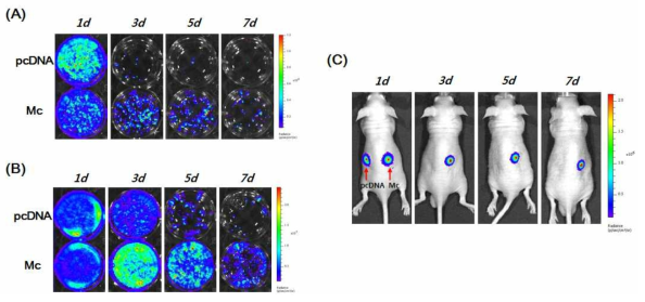 Luminescence 이미지를 이용한 firefly luciferase 발현 및 유지 측정