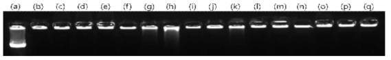 pDNA/PEI/γ-PGA 컴플렉스의 gel retardation assay 각 비율