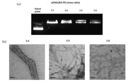 (a) 제조된 컴플렉스의 gel retardation assay, (b) 제조된 pDNA/BA-PEI 컴플렉스의 TEM 이미지