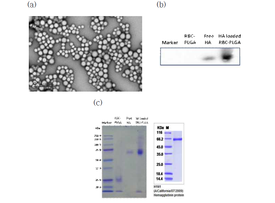 (a) 적혈구 막으로 코팅된 나노입자의 TEM 이미지, (b) 적혈구 막 코팅 나노입자와 헤마글루티닌이 도입된 나노입자의 western blotting 결과, (c) 적혈구 막 코팅 나노입자와 헤마글루티닌이 도입된 나노입자의 Coomassie blue staining 결과