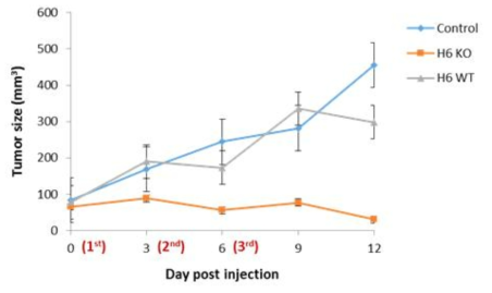 MSC를 이용한 tumor therapy 효과