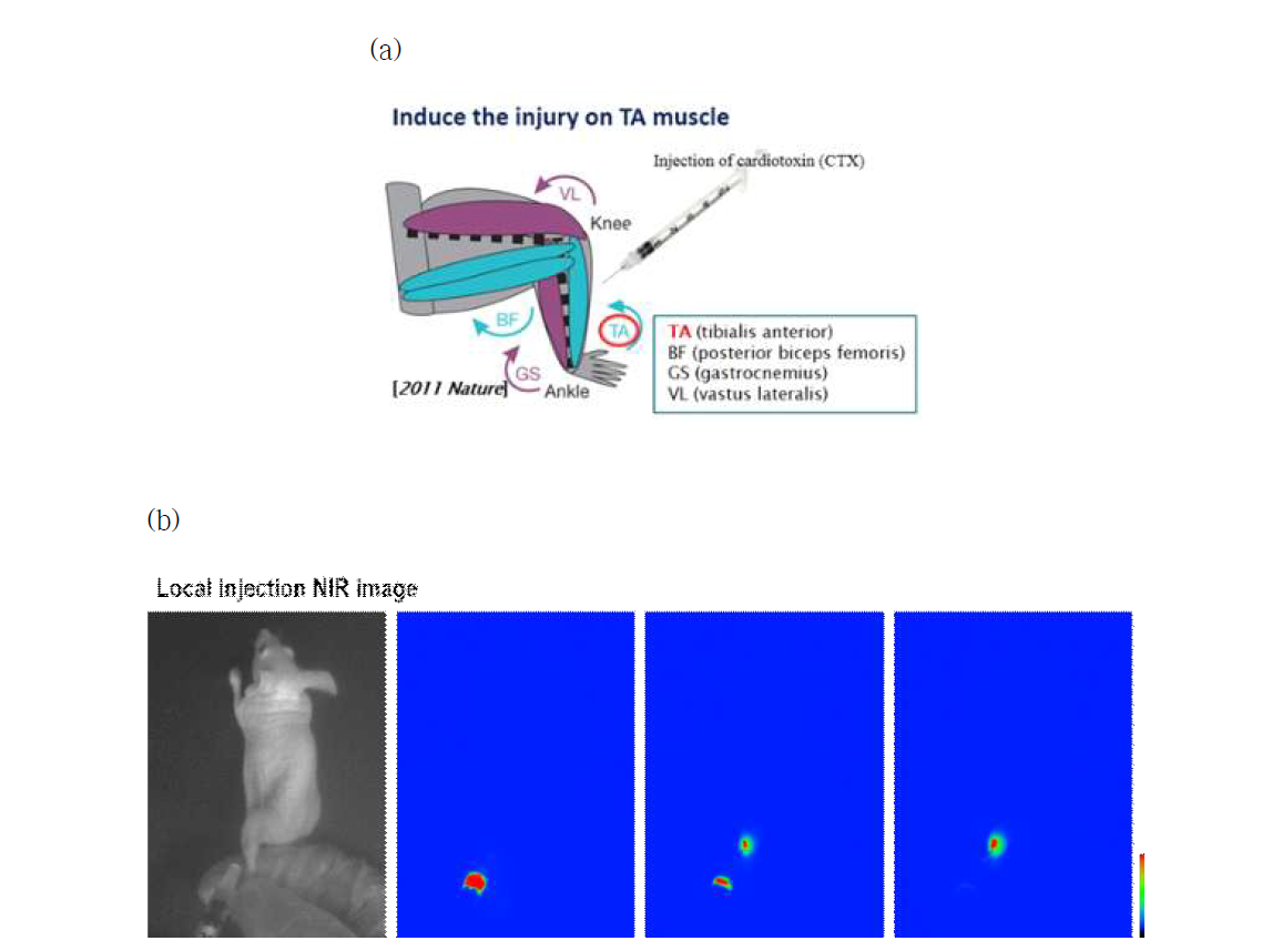 (a) 근육 손상 마우스 모델 유도, (b) 근육 손상 마우스 모델에 라벨링된 줄기세포 주입 시 근적외선 이미지