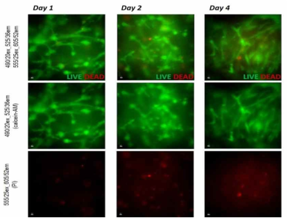 고분자 하이드로겔에서 mMSC를 각각 1, 2, 4일 동안 배양한 후 LIVE/DEAD assay 결과