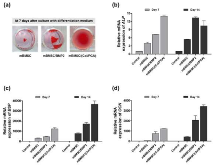 In vitro mBMSCs의 골분화 유도 후, (a) ARS 염색 결과, qRT-PCR에 의한 mRNA 발현 정량 분석 결과. (b) ALP, (c) BSP, (d) OCN