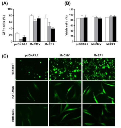 Microporation을 이용한 minicircle의 MSC transfection