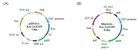 Firefly luciferase 발현 minicircle의 parental plasmid 및 대조군 벡터 구축