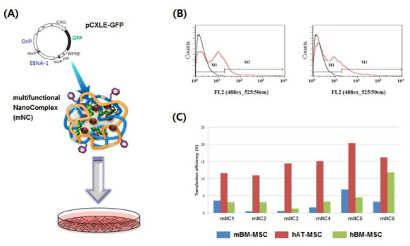 다기능성 나노컴플렉스(mNC)을 이용한 유전자 전달