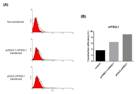 BA-PEI (DA3)를 이용한 PSGL1 유전자의 전달 및 발현 확인