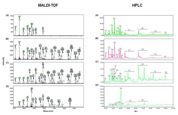 MALDI-TOF와 HPLC를 이용한 세포 표면 당사슬 분석